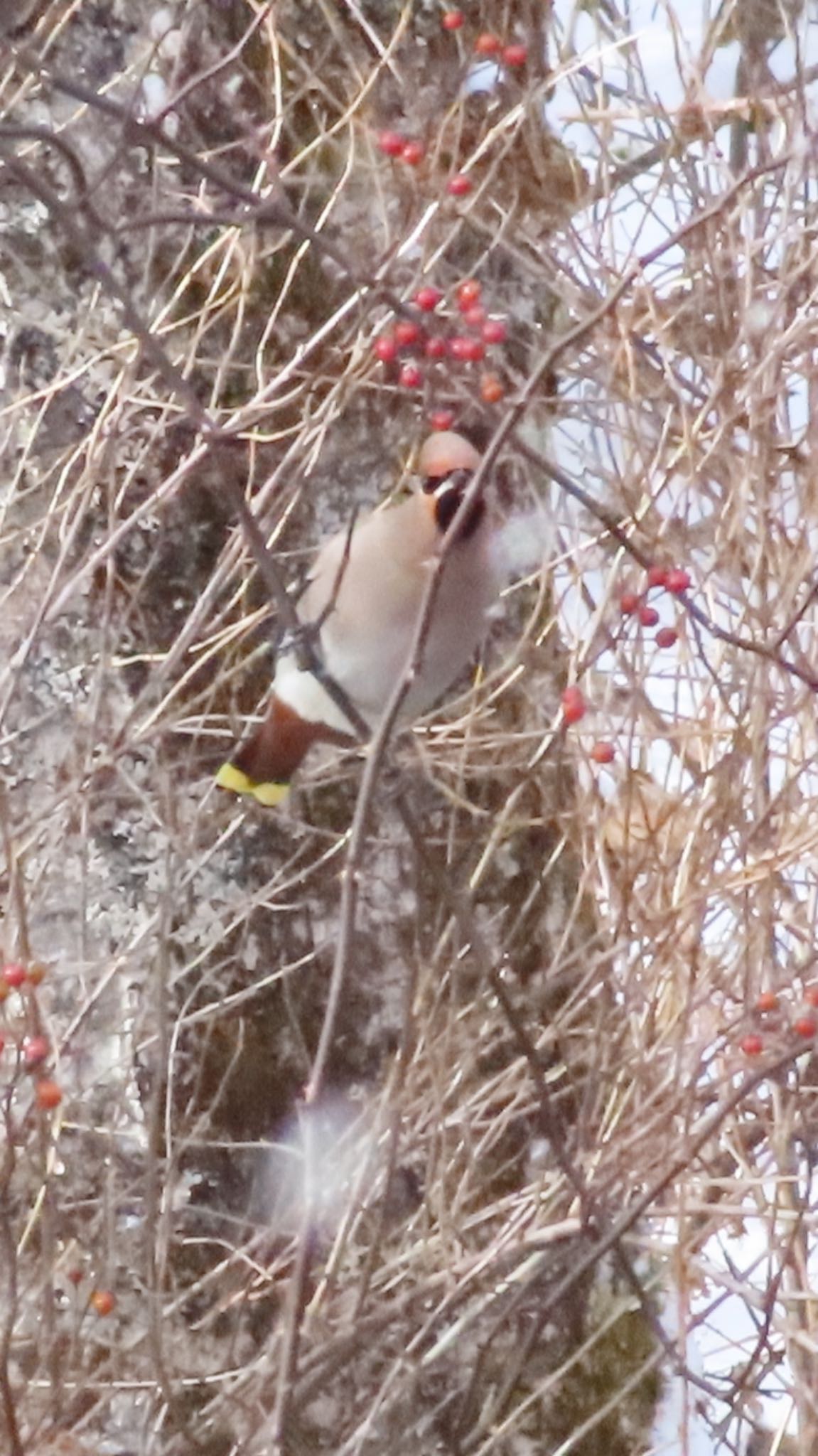 Bohemian Waxwing