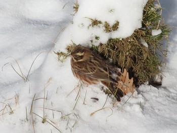 Rustic Bunting Senjogahara Marshland Mon, 12/18/2023