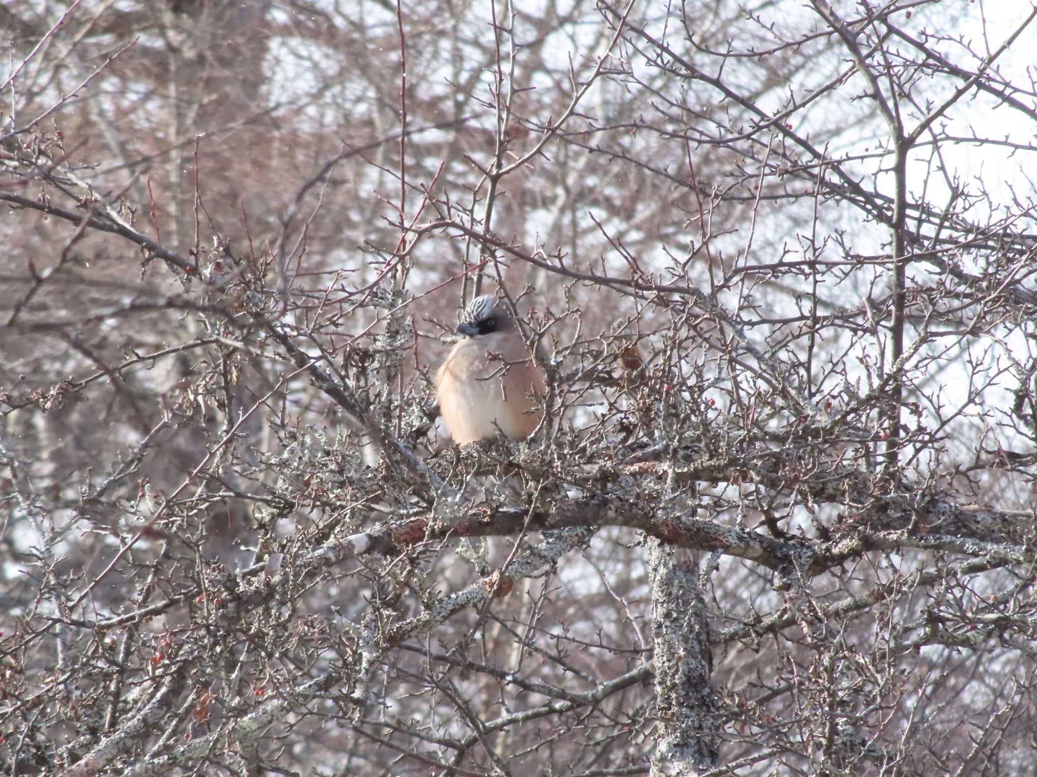 Photo of Eurasian Jay at Senjogahara Marshland by takapom