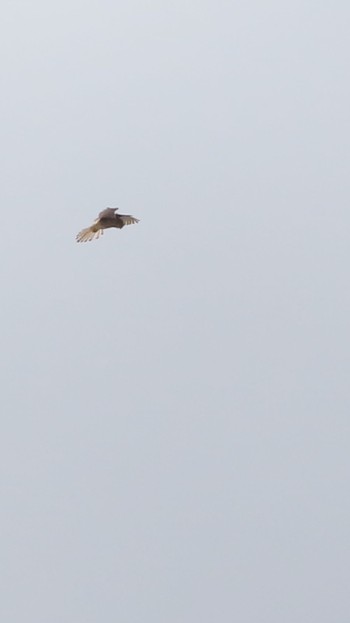 Common Kestrel Senjogahara Marshland Mon, 12/18/2023