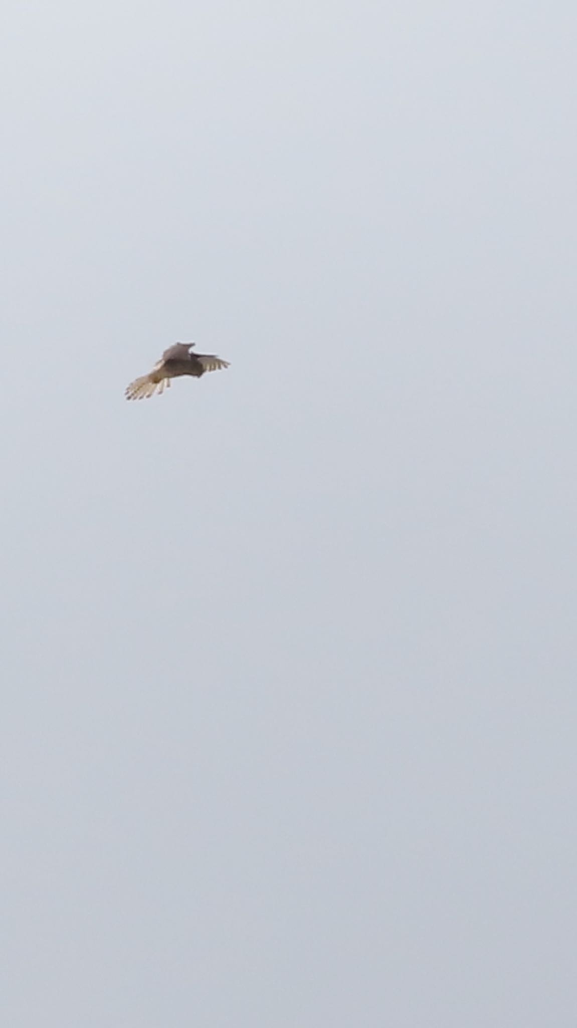 Common Kestrel