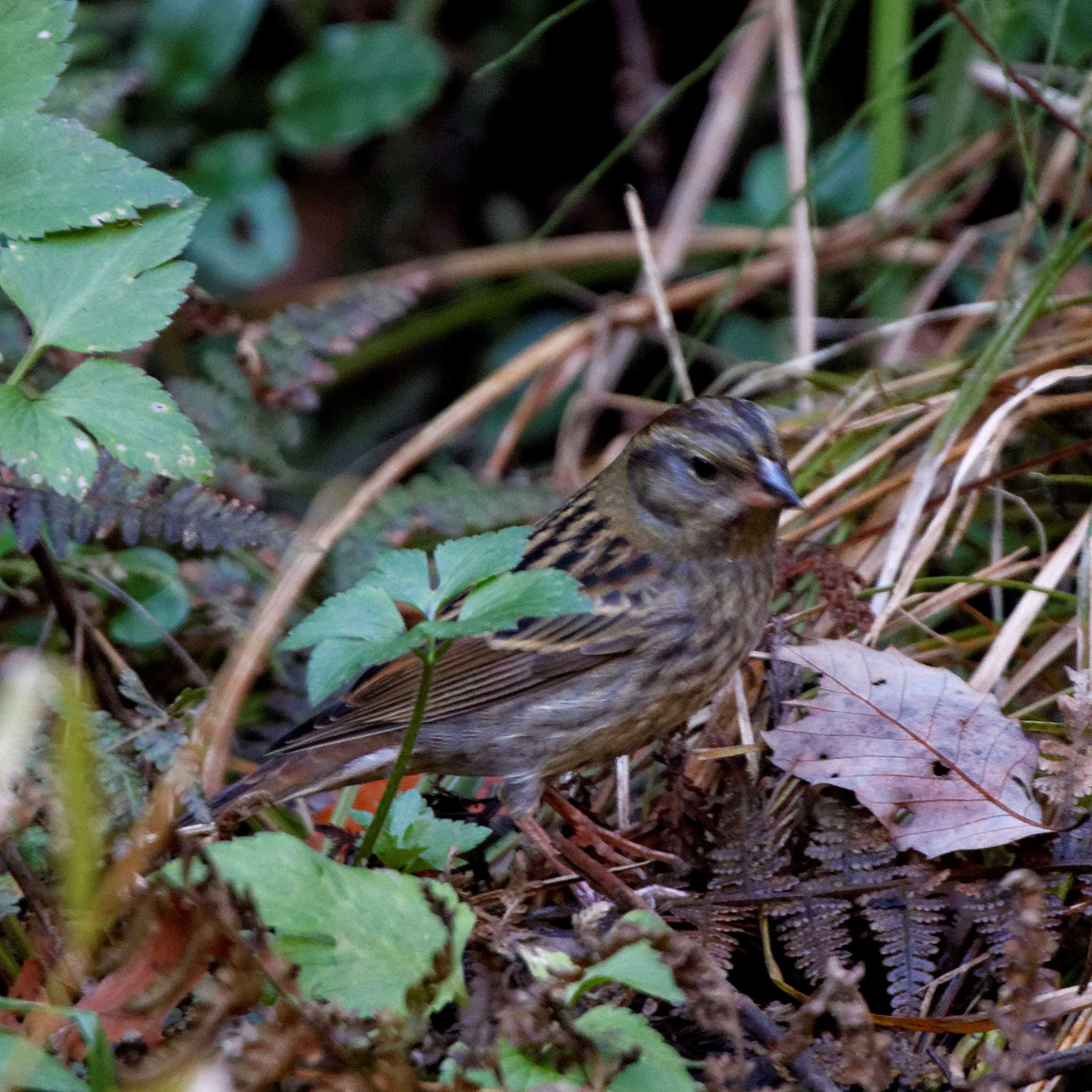 Grey Bunting