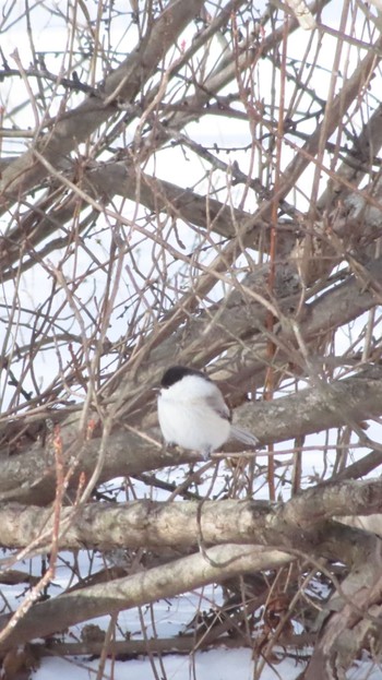 Willow Tit Senjogahara Marshland Mon, 12/18/2023