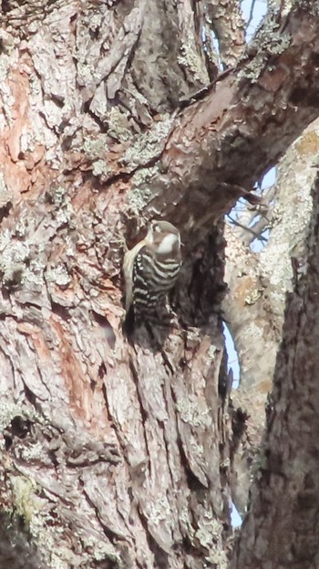 Japanese Pygmy Woodpecker Senjogahara Marshland Mon, 12/18/2023