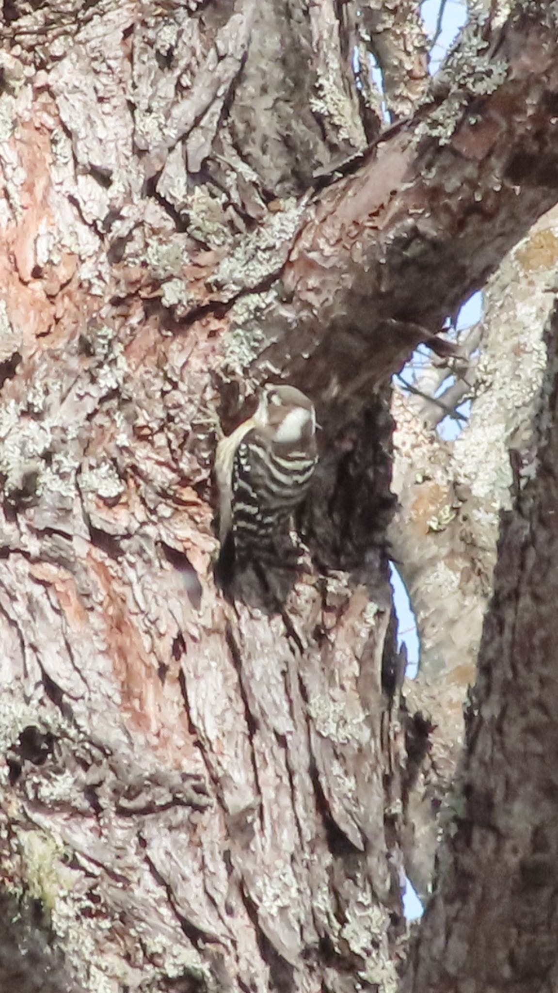 Japanese Pygmy Woodpecker