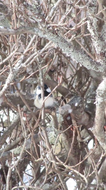 Coal Tit Senjogahara Marshland Mon, 12/18/2023