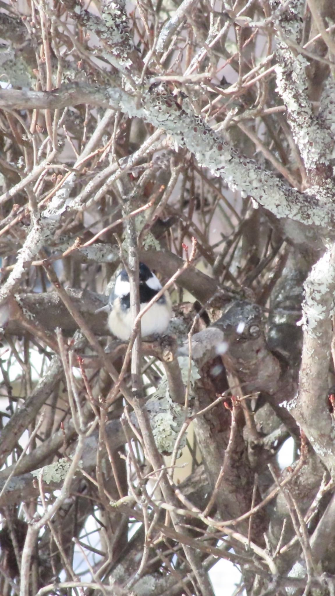 Coal Tit