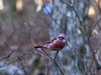 2023年12月18日(月) 埼玉県民の森の野鳥観察記録