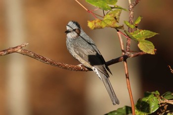 2018年10月20日(土) 北海道 函館市 東山の野鳥観察記録