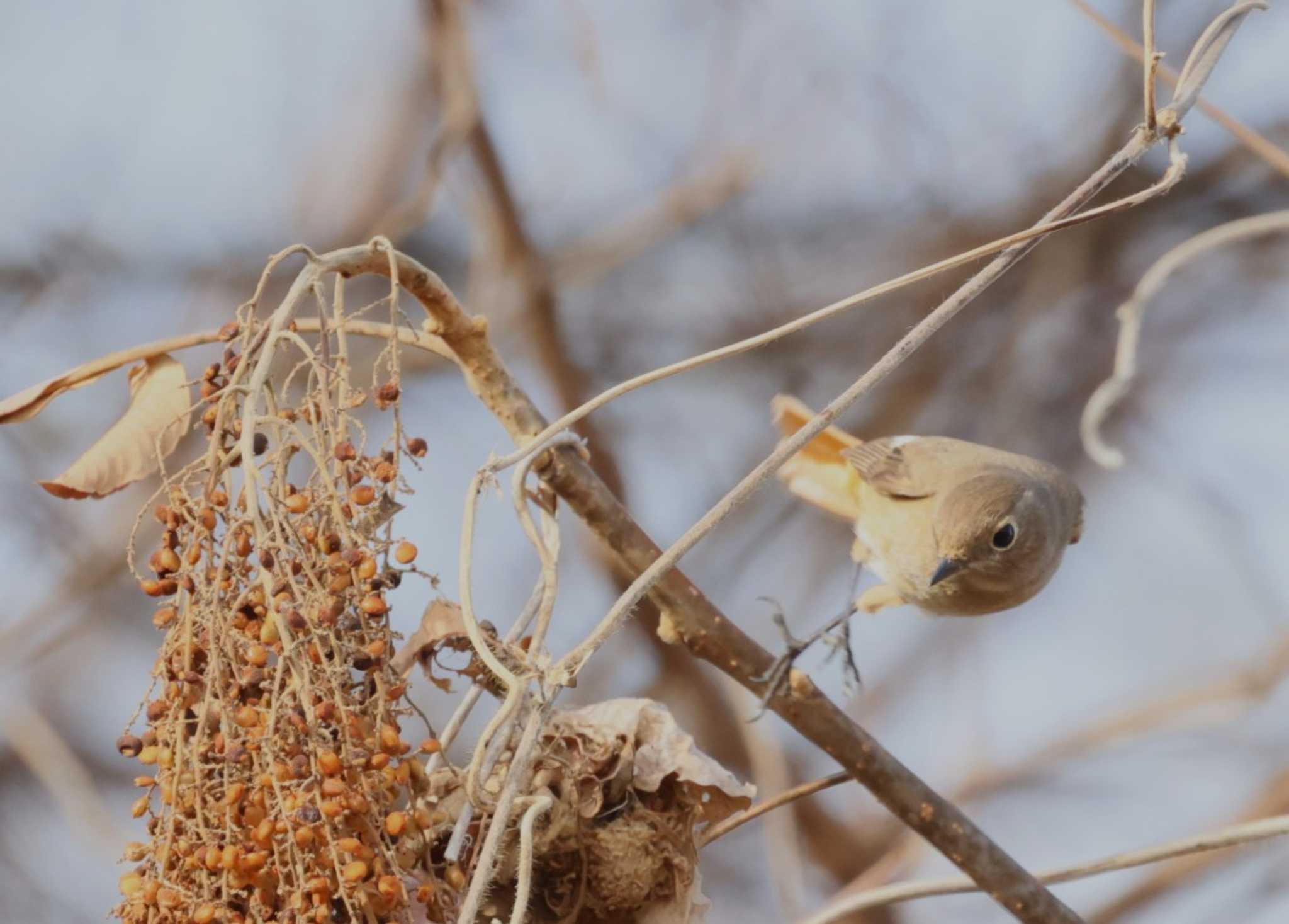 Daurian Redstart