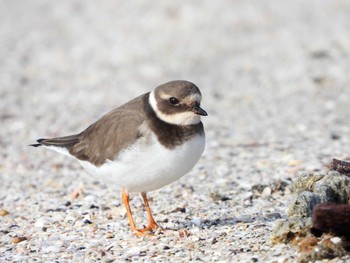 ハジロコチドリ ふなばし三番瀬海浜公園 2023年12月18日(月)