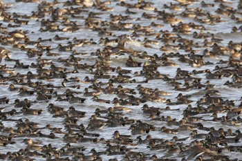 Baikal Teal North Inba Swamp Sun, 12/17/2023