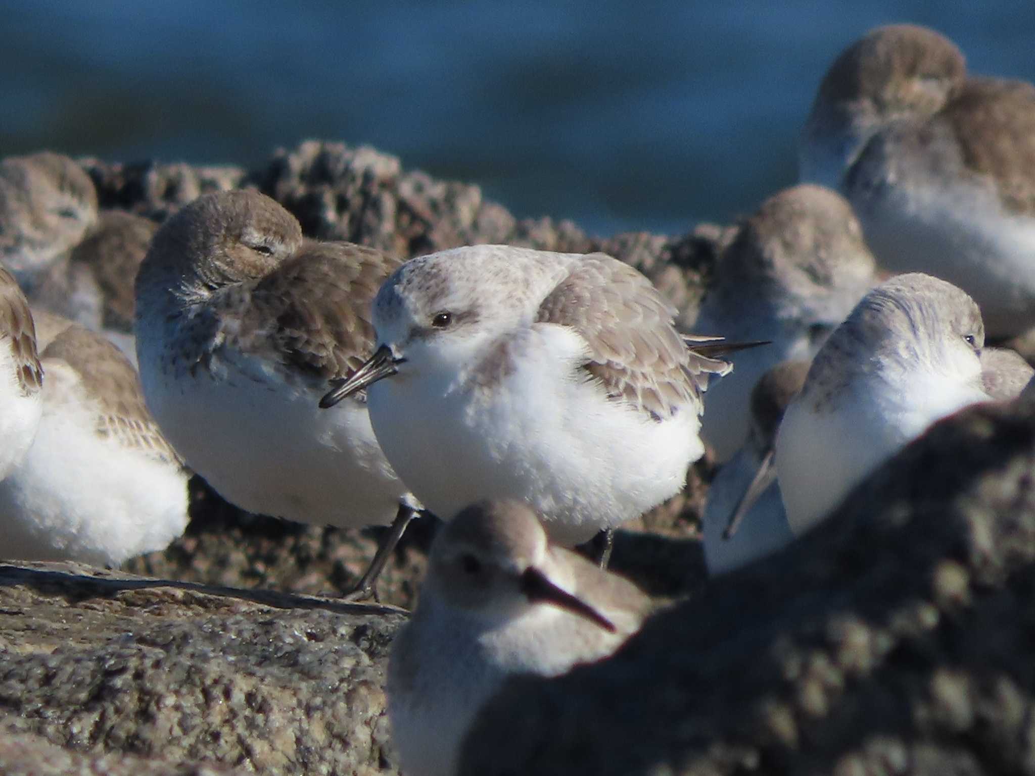 Sanderling