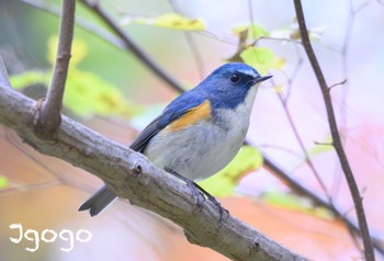 Red-flanked Bluetail 東京都立桜ヶ丘公園(聖蹟桜ヶ丘) Fri, 12/1/2023