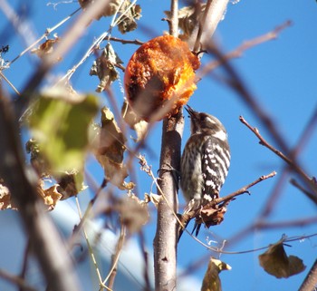 Mon, 12/18/2023 Birding report at 神田川 京王 久我山駅〜井の頭公園駅