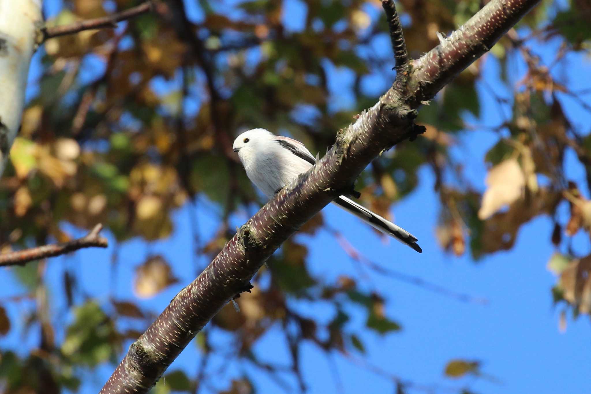 Long-tailed tit(japonicus)