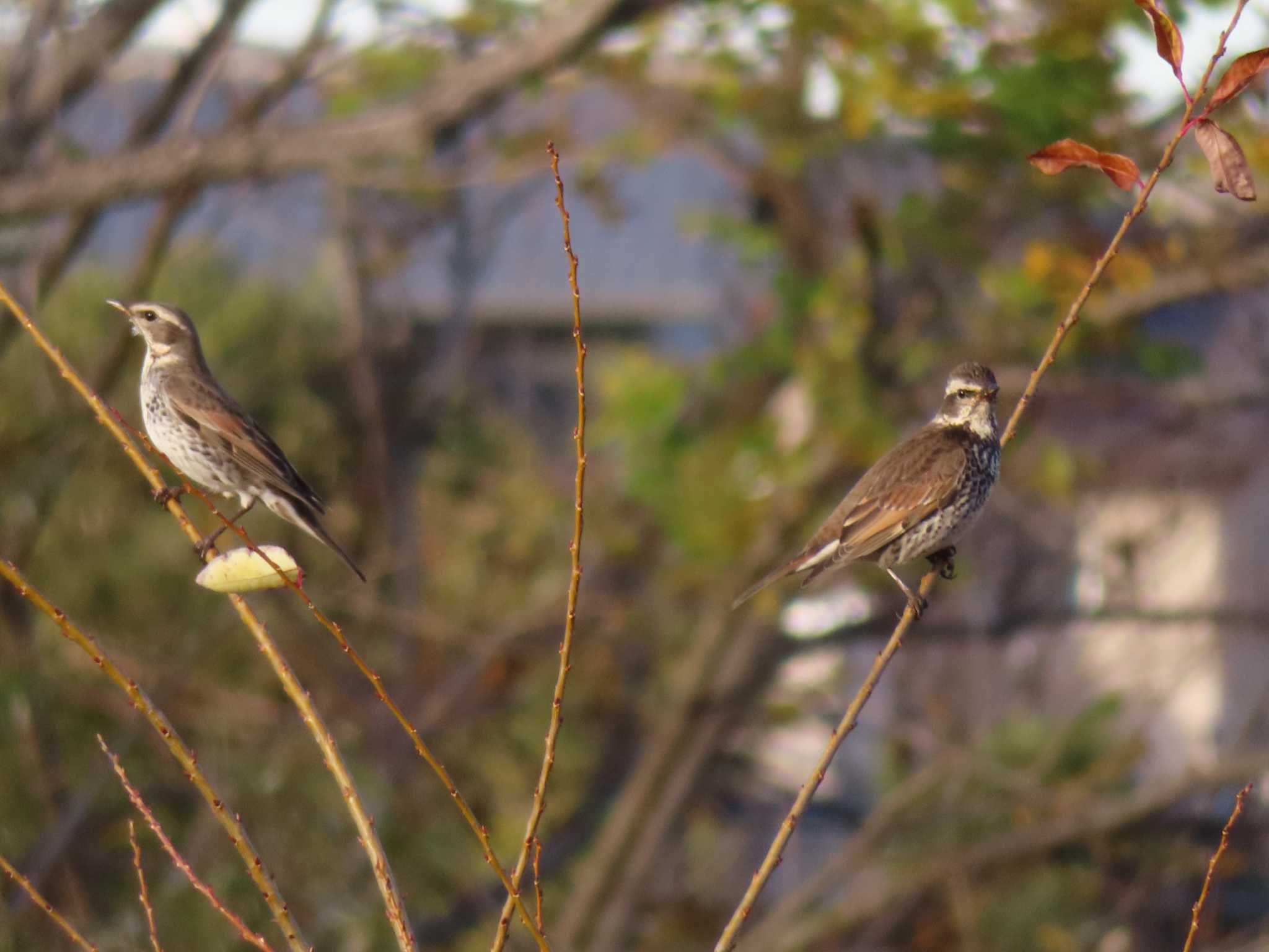 Dusky Thrush