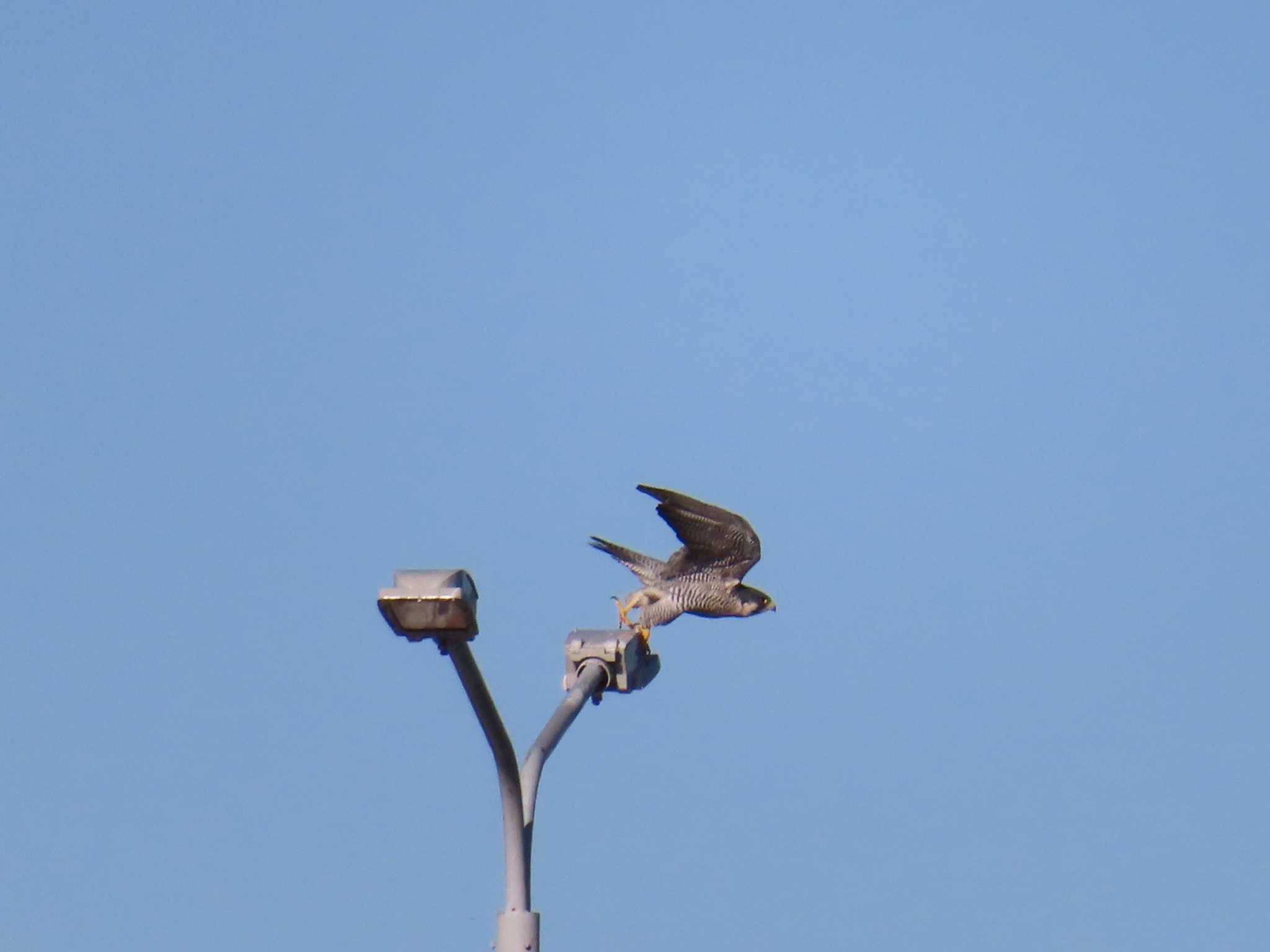 Peregrine Falcon