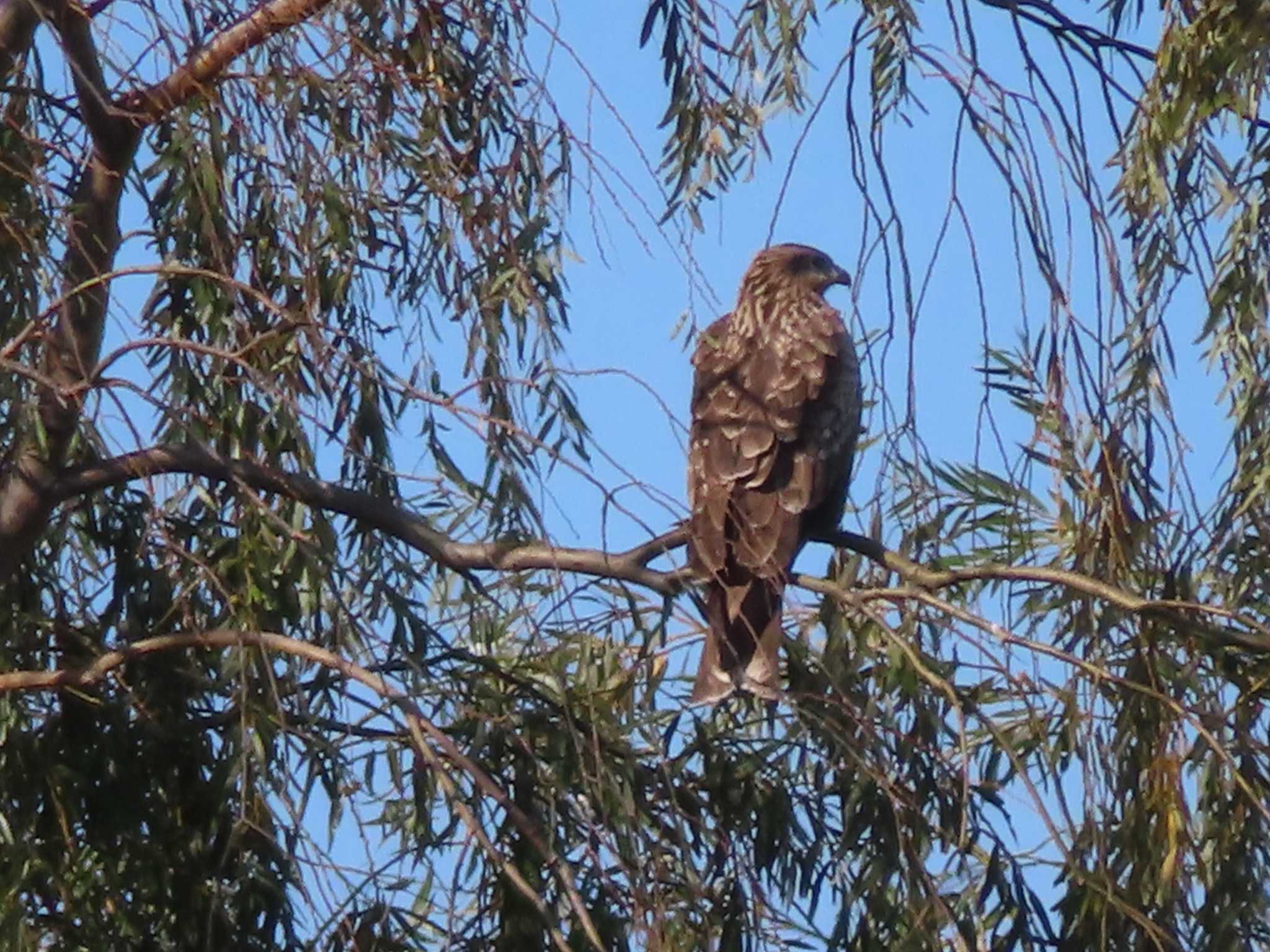 Black Kite