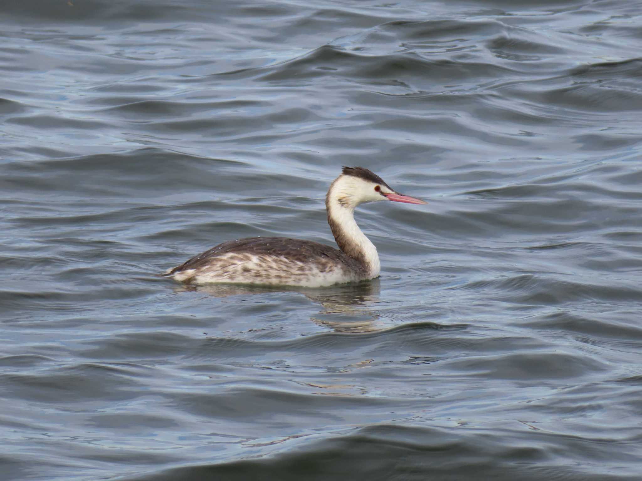 Great Crested Grebe