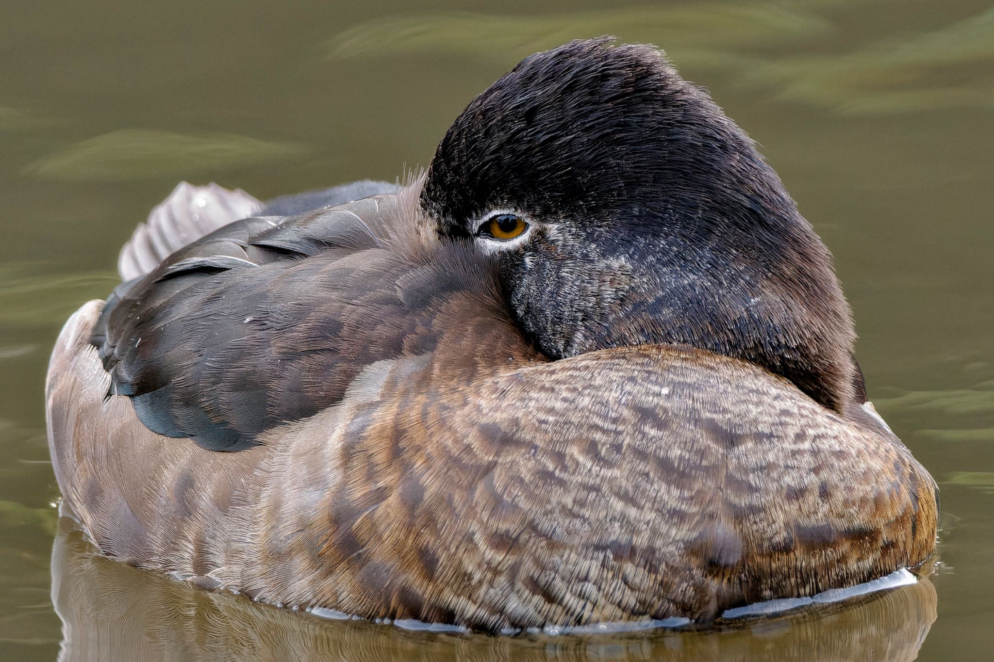 Ring-necked Duck