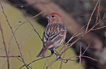 Pallas's Rosefinch Unknown Spots Unknown Date