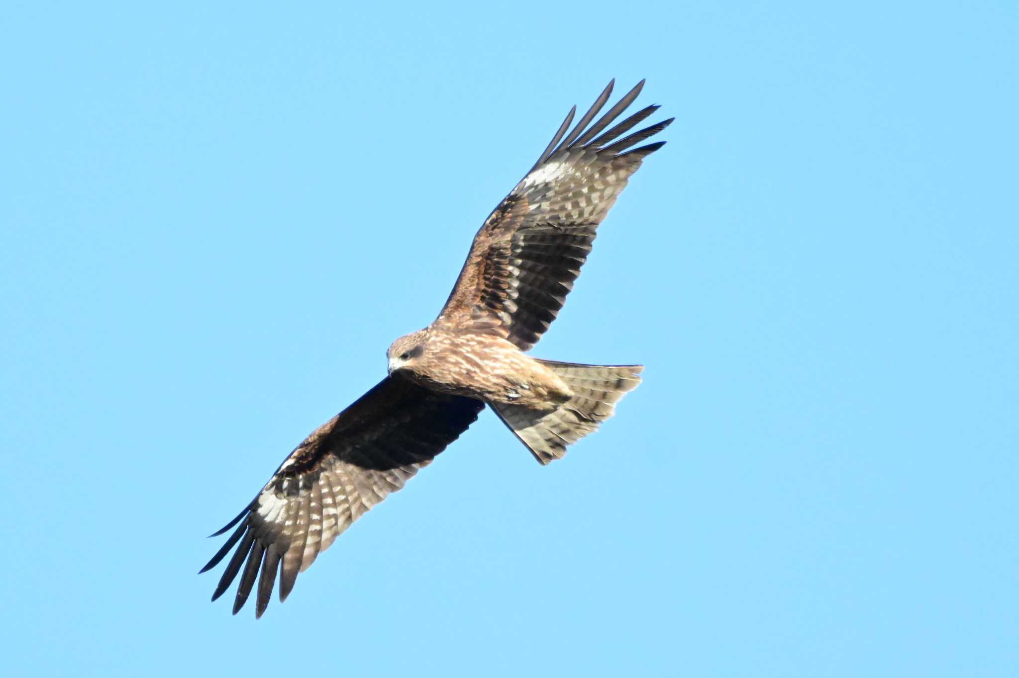 Photo of Black Kite at Nabeta Reclaimed land by らいず