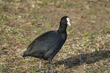 オオバン 水元公園 2023年12月18日(月)