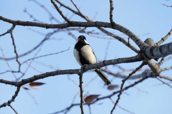 シジュウカラ 水元公園 2023年12月18日(月)