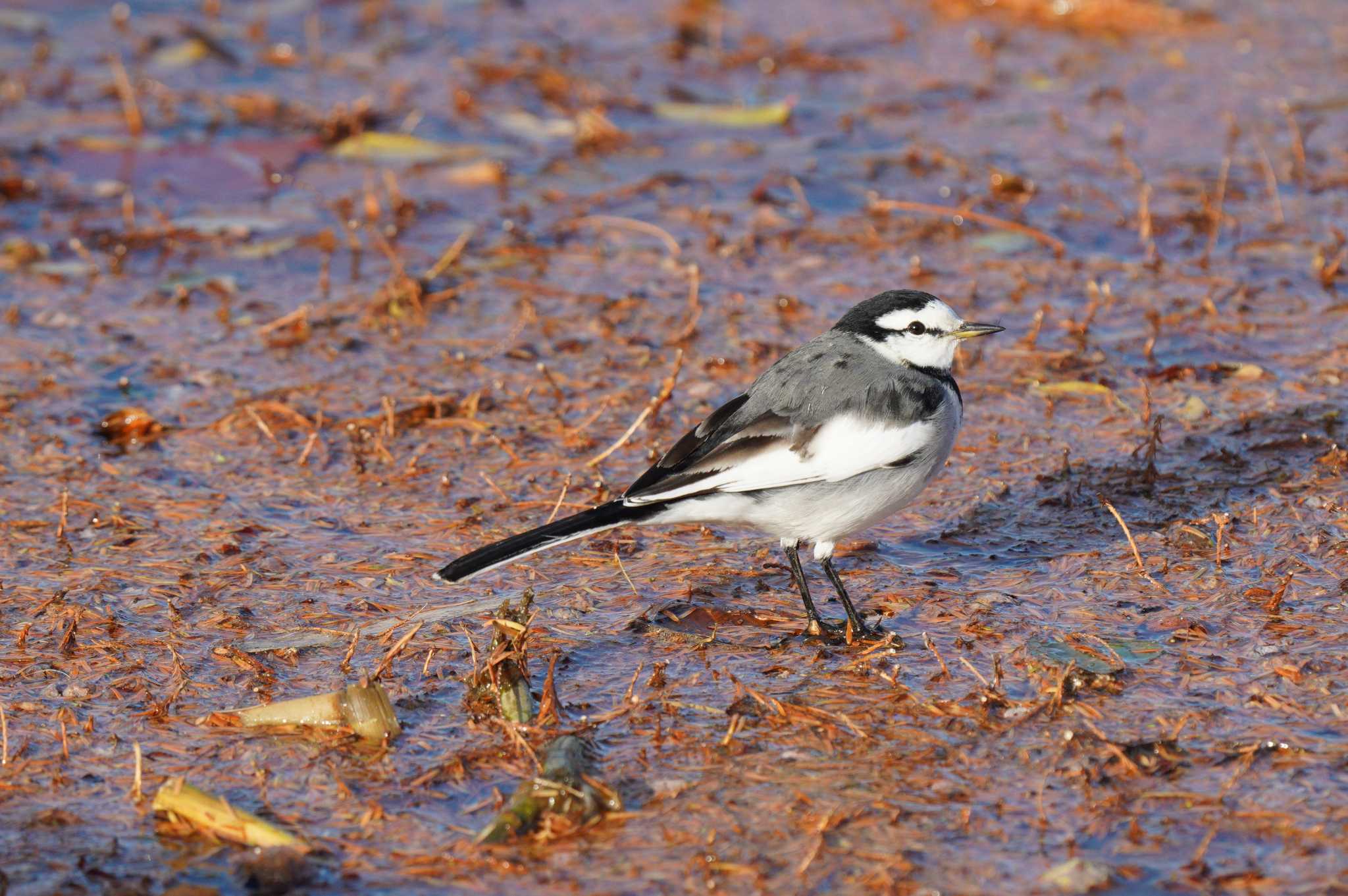 水元公園 ハクセキレイの写真 by とろぴたる