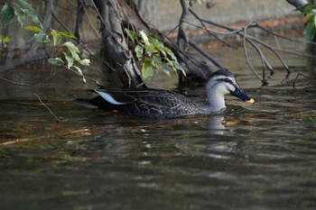 カルガモ 水元公園 2023年12月18日(月)