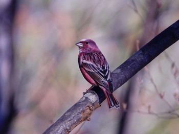 Pallas's Rosefinch Saitama Prefecture Forest Park Wed, 12/13/2023