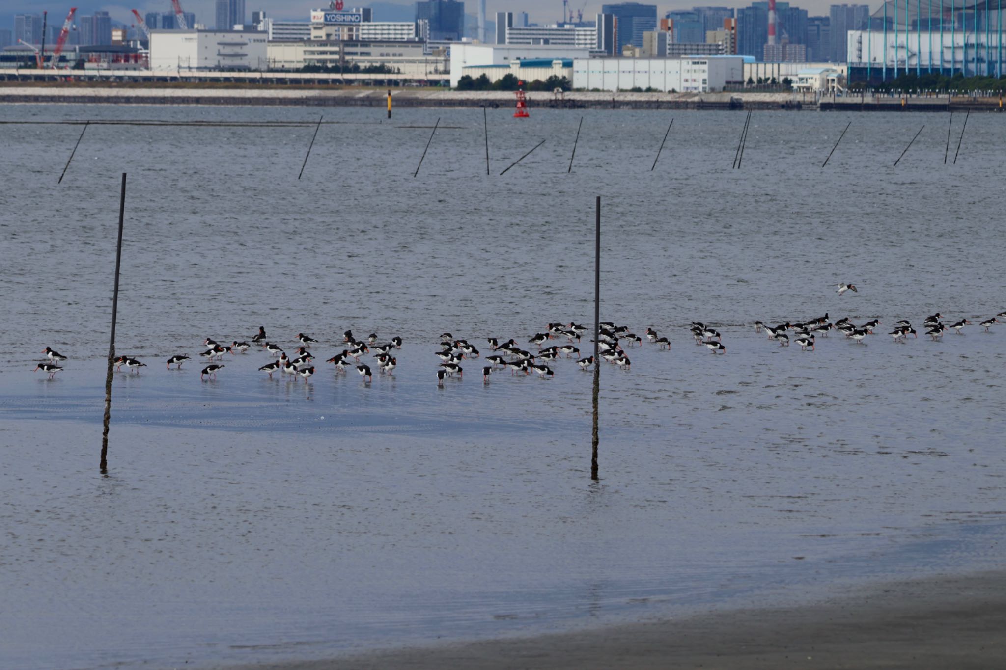 Eurasian Oystercatcher