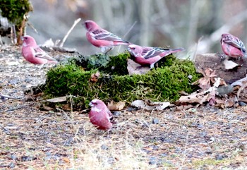 2023年12月17日(日) 埼玉県民の森の野鳥観察記録