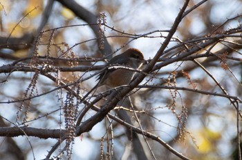 Bull-headed Shrike Akigase Park Mon, 12/18/2023