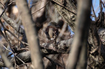 Hawfinch Akigase Park Mon, 12/18/2023