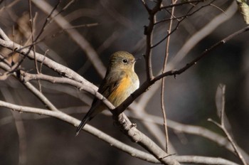 ルリビタキ 秋ヶ瀬公園  2023年12月18日(月)