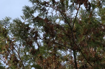 2023年12月18日(月) 水元公園の野鳥観察記録