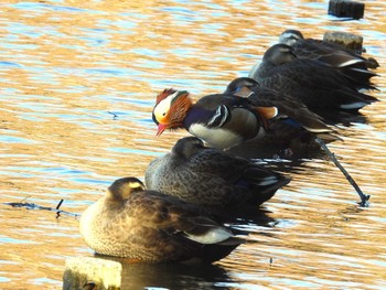 2023年12月17日(日) 見沼自然公園の野鳥観察記録