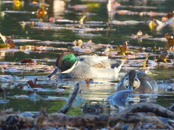 ヨシガモ 見沼自然公園 2023年12月17日(日)