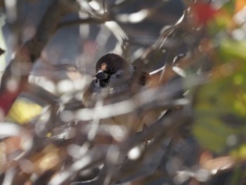 スズメ 北の丸公園 2023年12月17日(日)