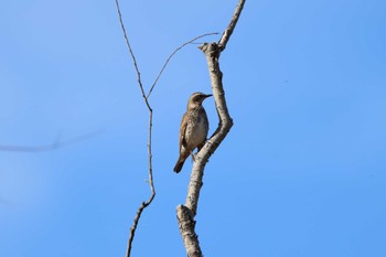 Dusky Thrush ふれあい松戸川 Mon, 12/18/2023