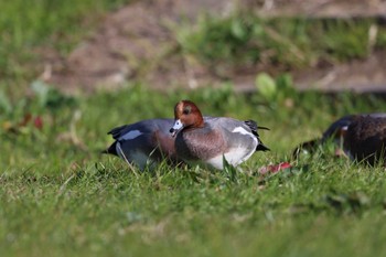 Eurasian Wigeon ふれあい松戸川 Mon, 12/18/2023