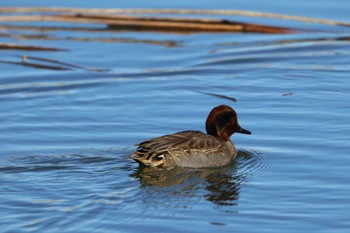 Eurasian Teal ふれあい松戸川 Mon, 12/18/2023