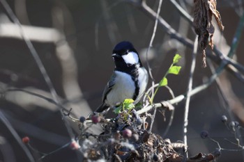 Japanese Tit ふれあい松戸川 Mon, 12/18/2023