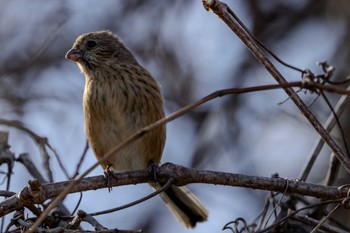 Siberian Long-tailed Rosefinch ふれあい松戸川 Mon, 12/18/2023