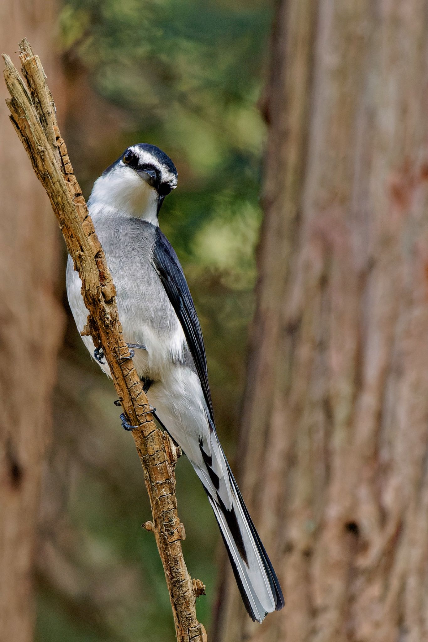 Ryukyu Minivet