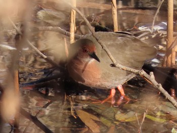 Ruddy-breasted Crake 杁ヶ池公園 Mon, 12/18/2023