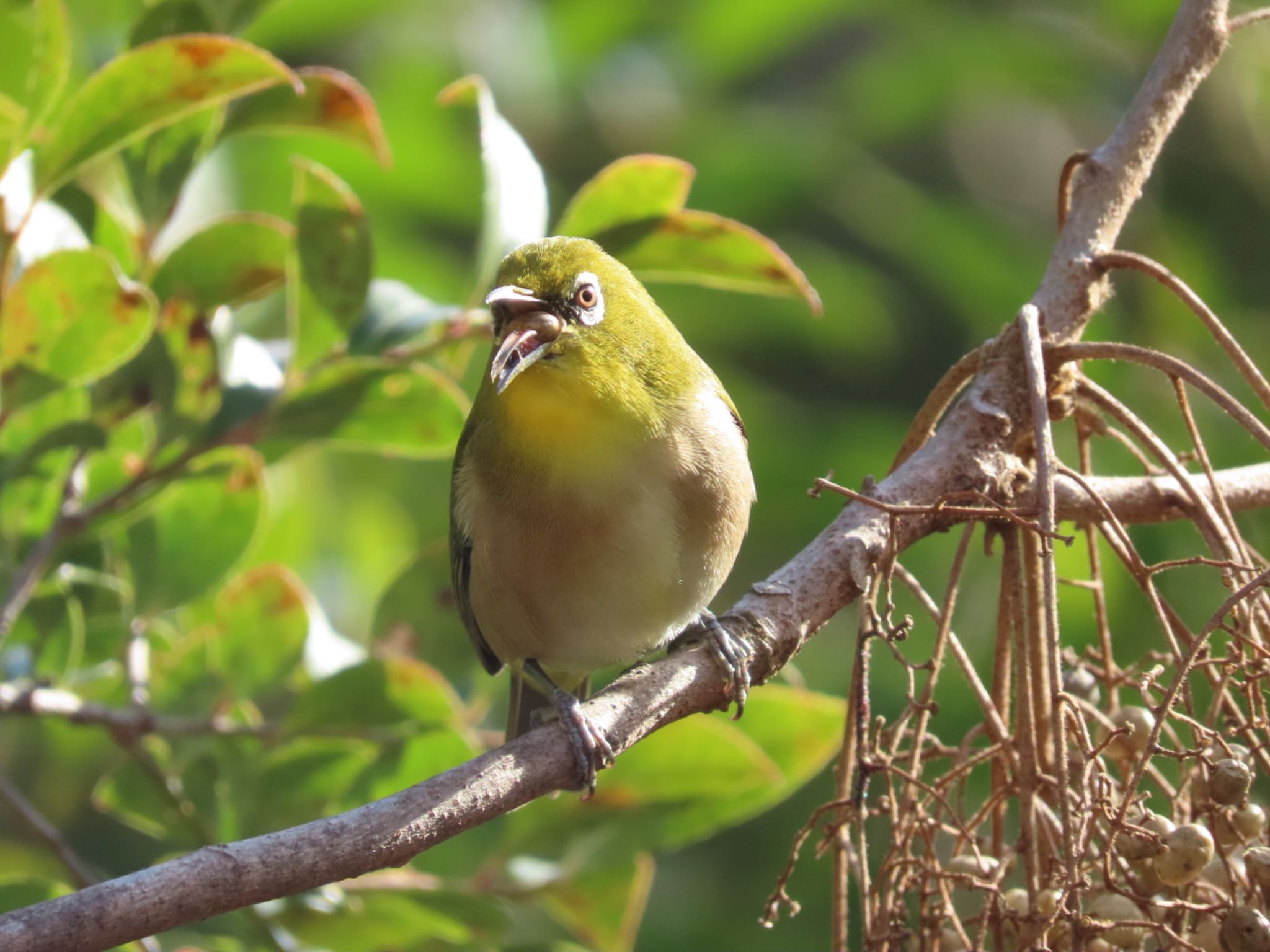 Photo of Warbling White-eye at 杁ヶ池公園 by オヤニラミ