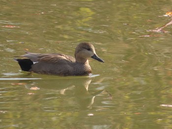 オカヨシガモ 杁ヶ池公園 2023年12月11日(月)